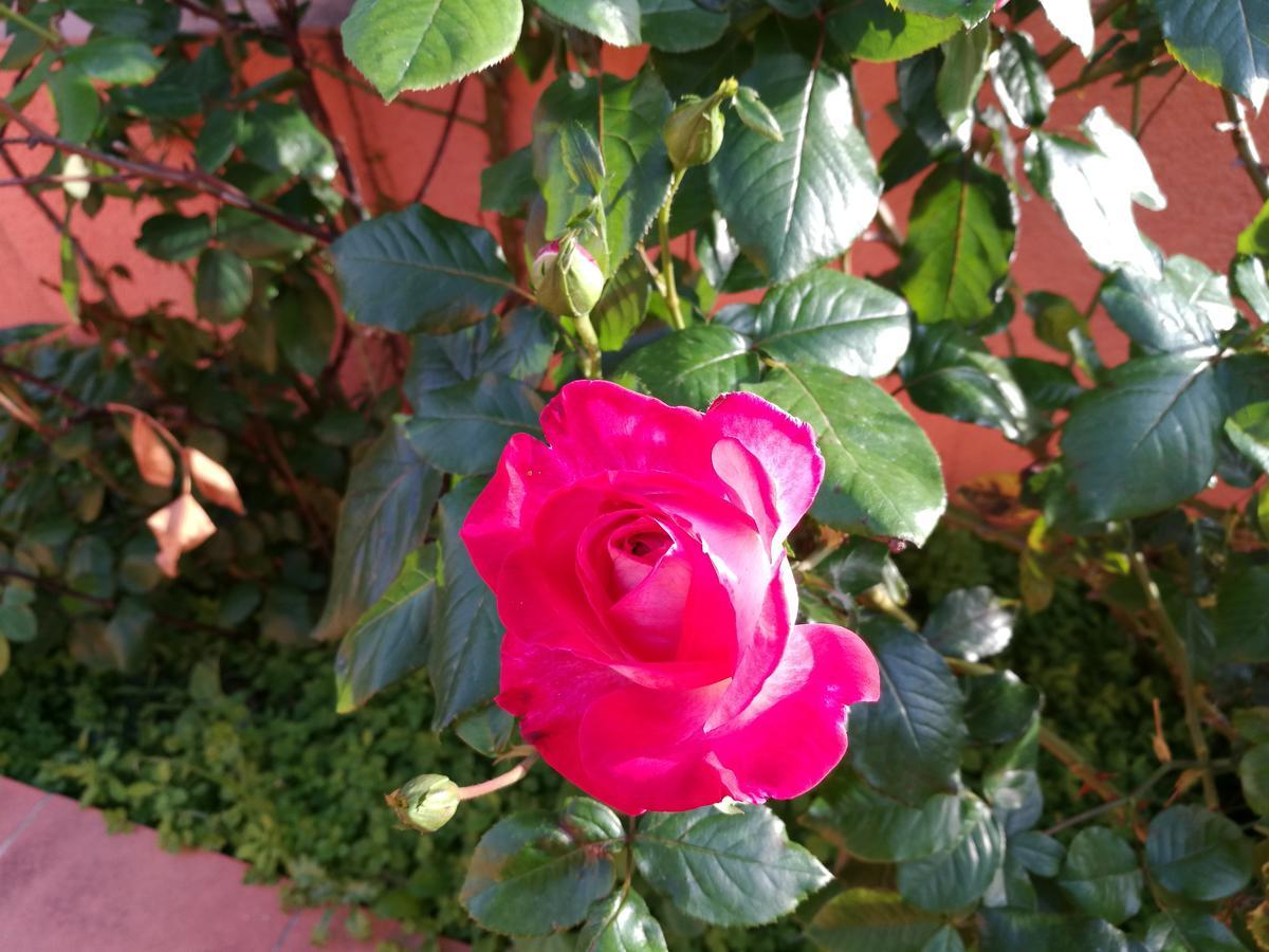 Country House Vignola Mare Aglientu Esterno foto