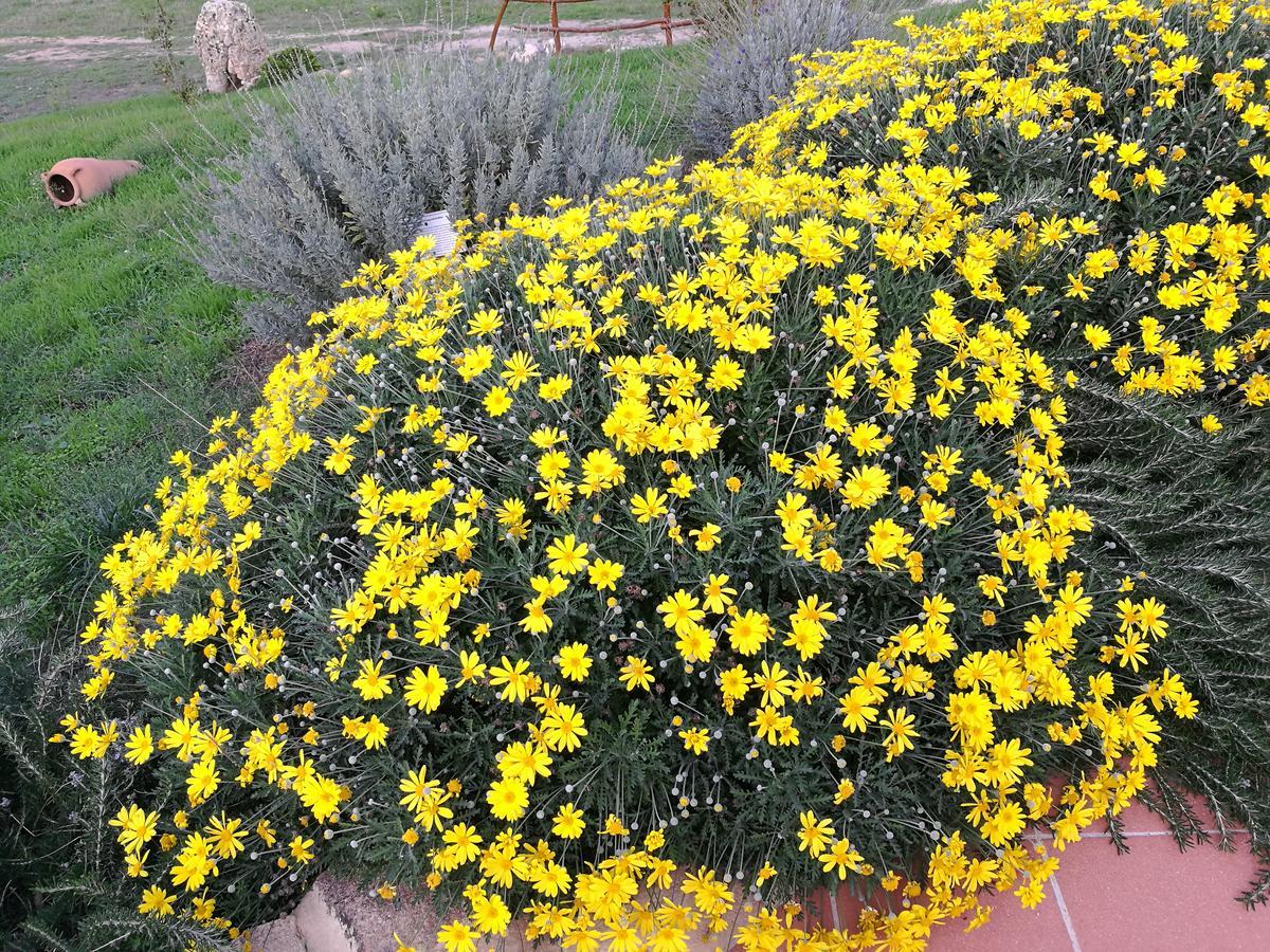 Country House Vignola Mare Aglientu Esterno foto